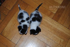 DSC_0227.JPG Bliźniaki 