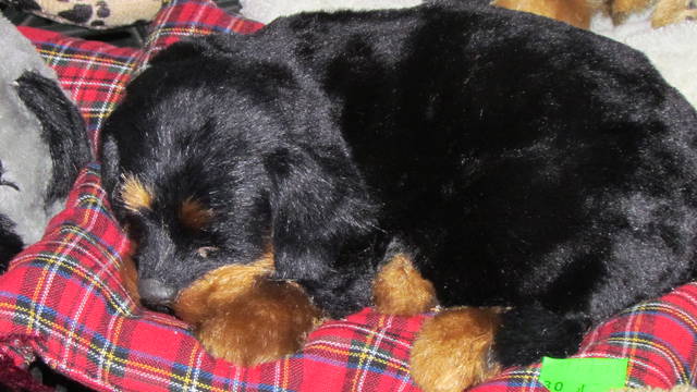 śpioszek - wodnik50