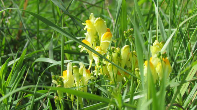 słoneczne kwiaty - wodnik50