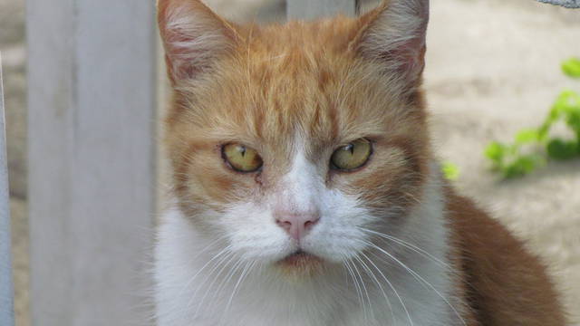 spójrz mi w oczy - wodnik50