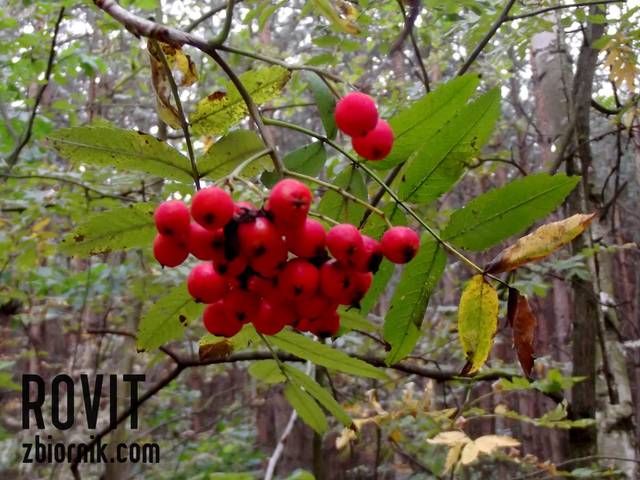 Rosła sobie jarzębina, przecież to nie moja wina. - Rovit