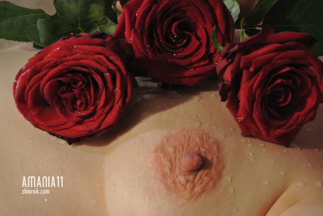 Roses - amania11