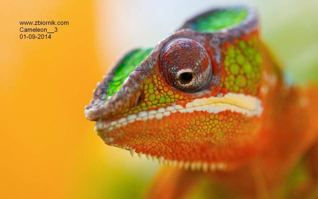 Cam.jpg - Cameleon__3