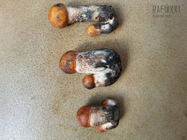 Do wyboru którego chcesz ? - rafixxx1