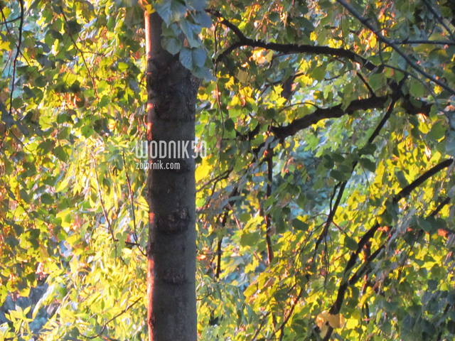 ....liście - wodnik50