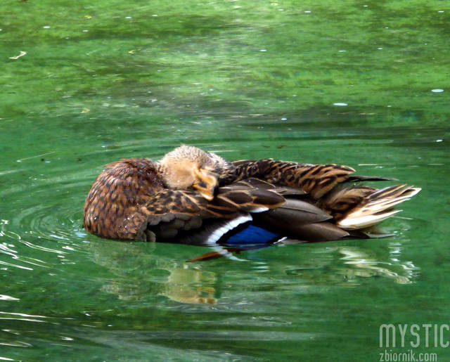 Kaczka po piwie - mystic