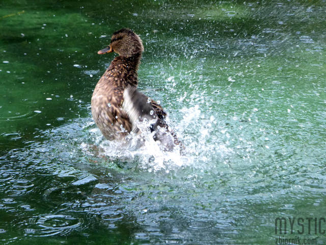 Kaczka na speedzie - mystic