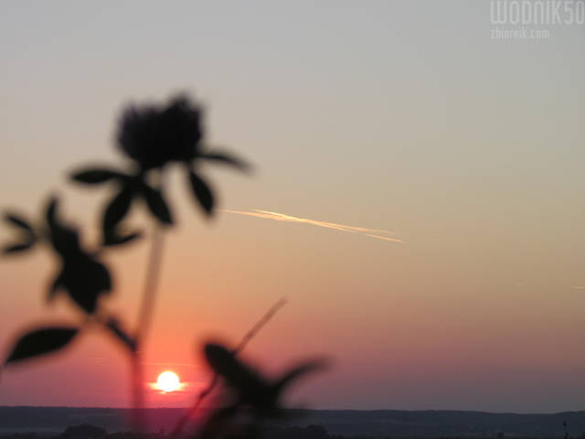 między roślinami - wodnik50