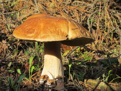 niestety ja go nie znalazłem...