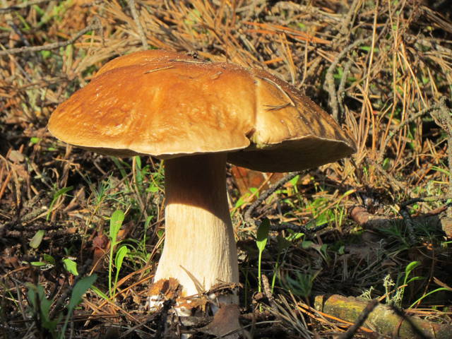 niestety ja go nie znalazłem... - wodnik50