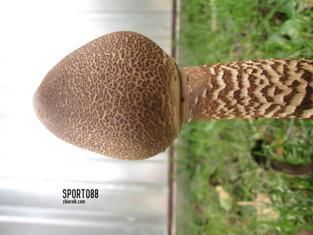 Obraz 040.jpg - sporto88