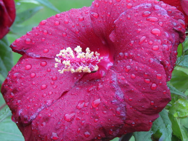 w deszczu - wodnik50