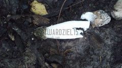 natura lubi podobieństwa