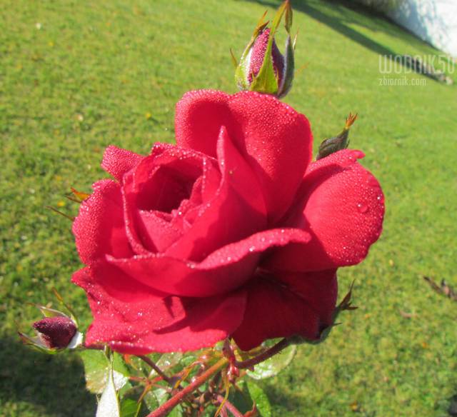 poranna rosa - wodnik50