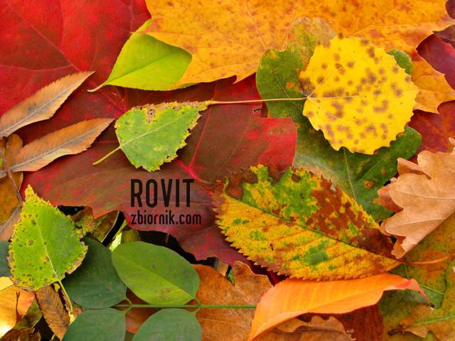 Kolory jesieni ;) - Rovit