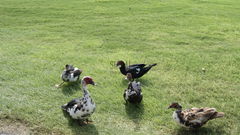 Uwaga! Gang kaczek-rozbójniczek! Kradną piłki golfowe ;)))