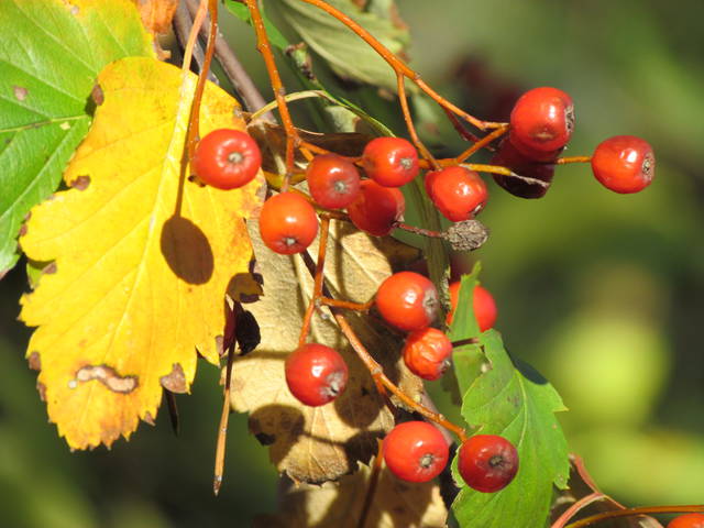 jesień już powoli....... - wodnik50