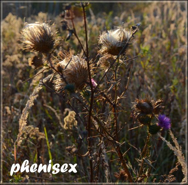 uroki jesieni - phenisex