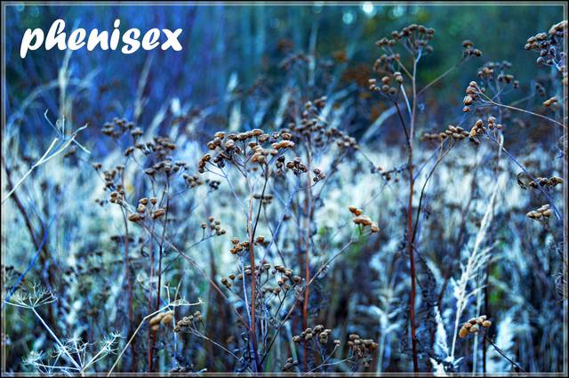 tajemnicza jesień - phenisex