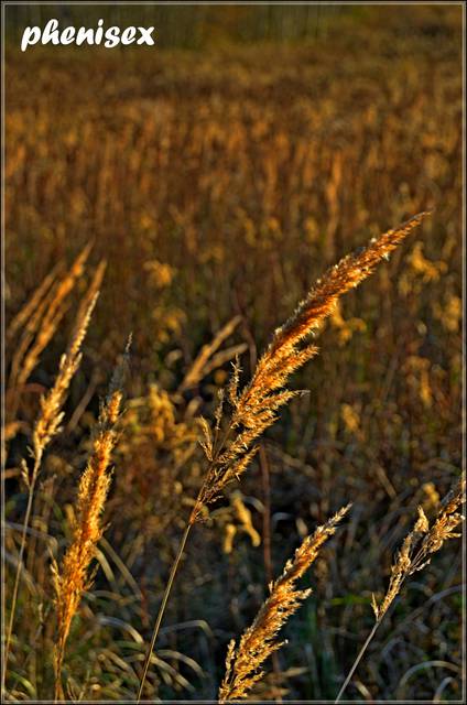 szum traw - phenisex