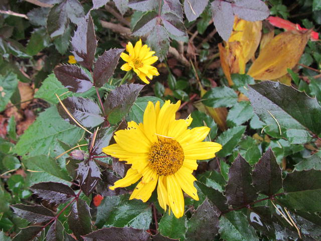 jak słoneczko - wodnik50