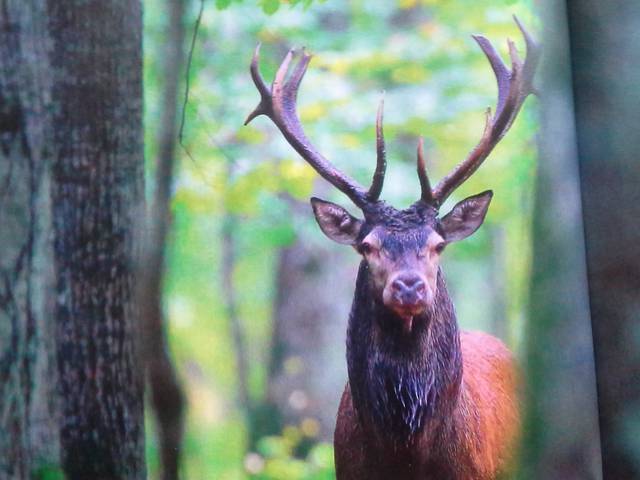 1 008.jpg - biscop22