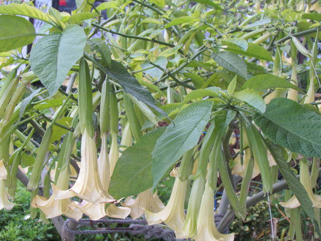 dzwoneczki - wodnik50