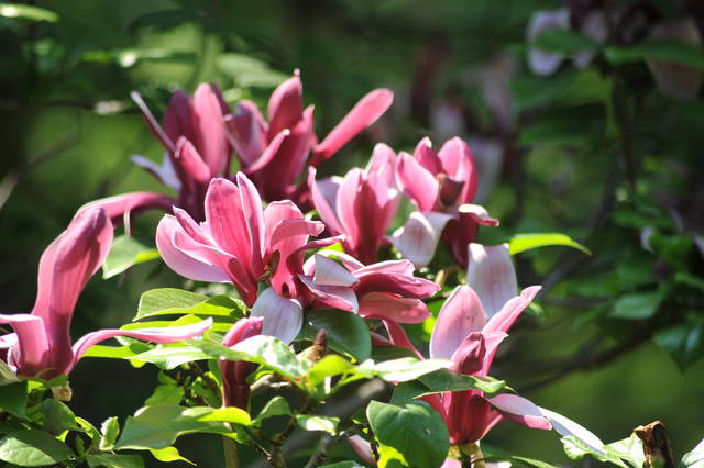 DSC_0164.JPG - Roses_y