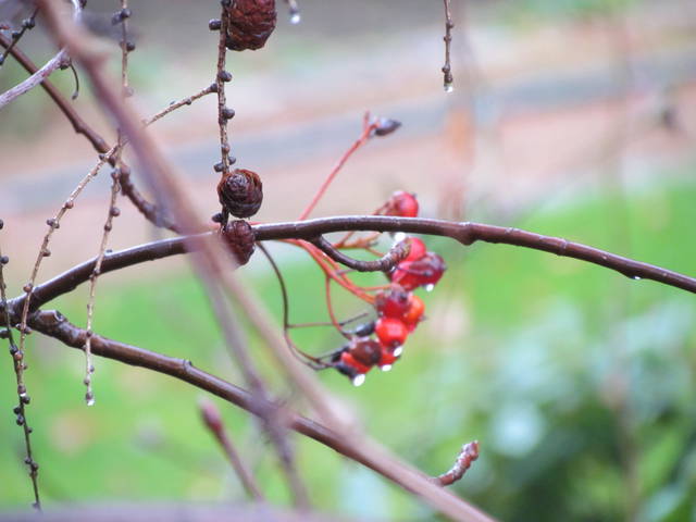 po mżawce - wodnik50