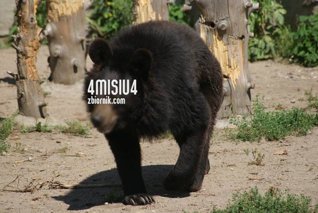 4misiu4