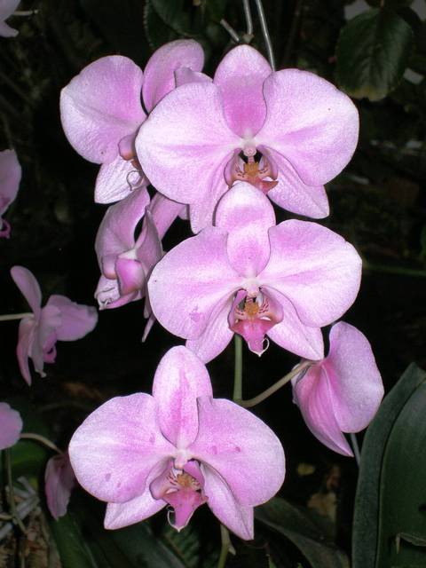 Dla Ciebie... - pink_floyd