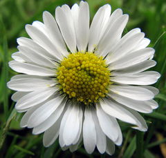 Bellis_perennis,_Daisy,_Madeliefje.jpg