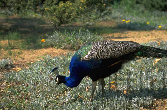 p0101684.JPG - villi53