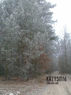 zaszroniony las