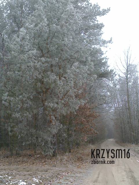 zaszroniony las - krzysm16