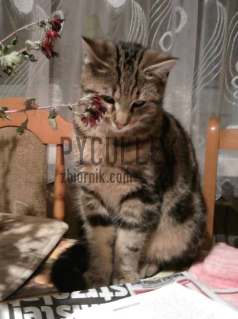 Zdjęcie0318.jpg - pycullek