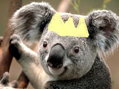 Koala.jpg