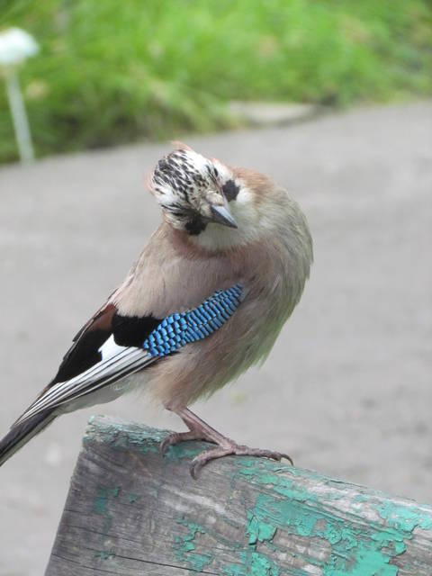 jak.....za.....;) - wodnik50