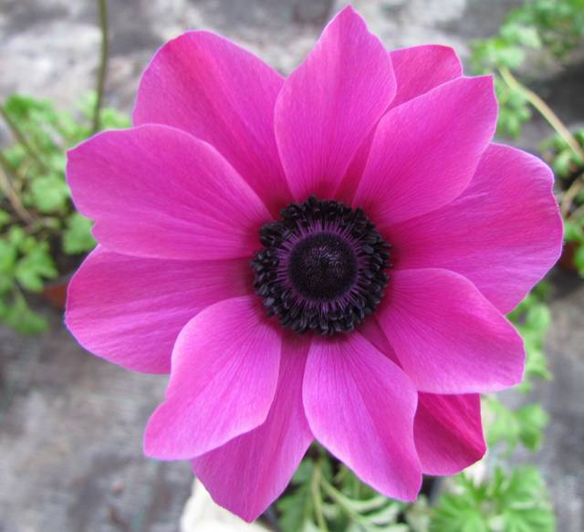 kwiatek dla Pań - wodnik50