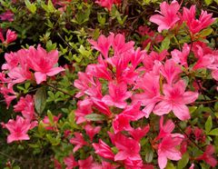 Dla pań z okazji ich święta.