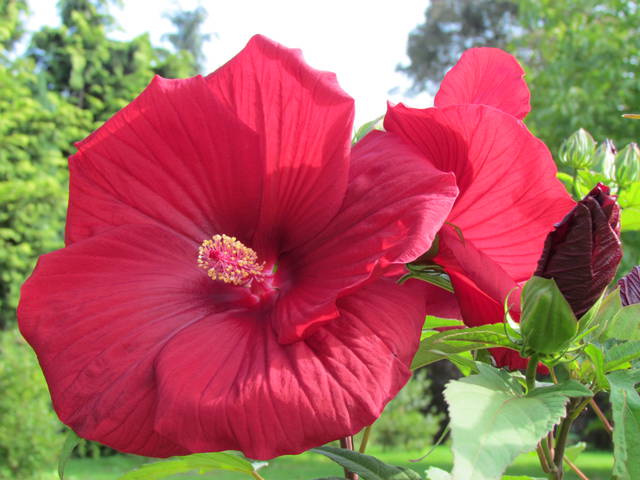 IMG_0486.JPG - wodnik50