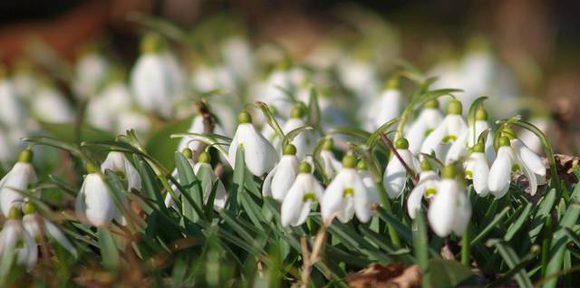 wiosenka :-).jpg - myinni