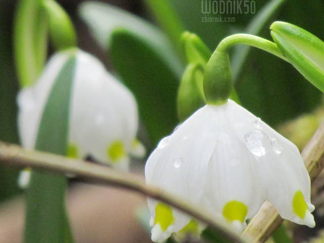 z bliska... - wodnik50