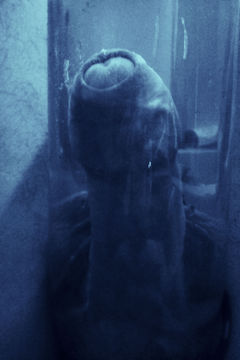 Z gabinetu osobliwości