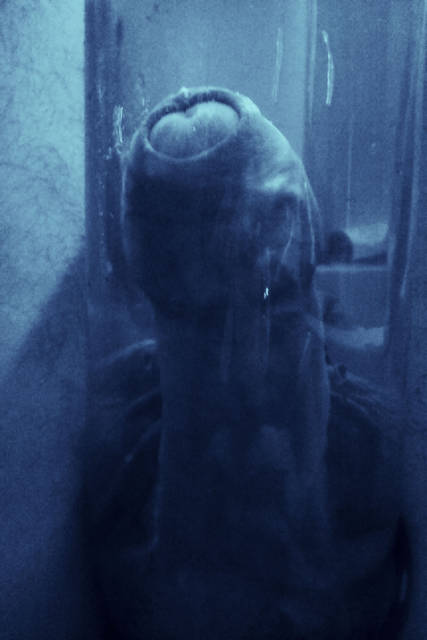 Z gabinetu osobliwości - RATCVAC