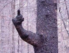 niezawodny konar ))) cały czas stoi hmmmm.JPG