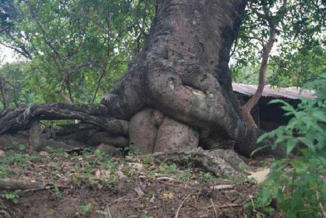 piękne podejście w klasycznym pchnięciu ))).JPG - cichy_olbrzym