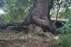 piękne podejście w klasycznym pchnięciu ))).JPG