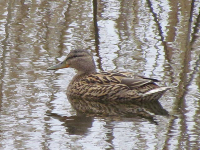 kaczka... - wodnik50