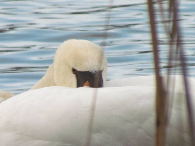 już nie brzydkie...... - wodnik50